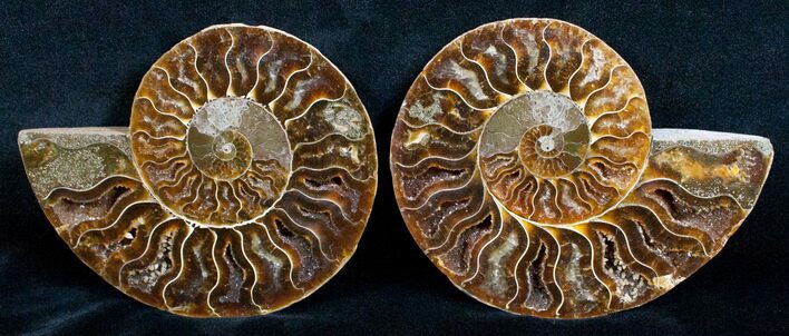 Beautiful Inch Cut and Polished Ammonite Pair #5647